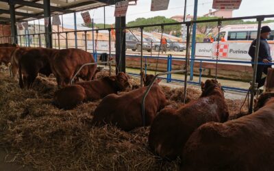 Raccolta manifestazioni di interesse mercato bovino da carne