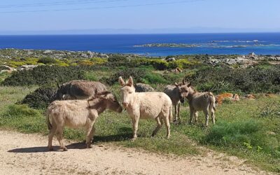 GIORNATA MONDIALE BIODIVERSITA’: IN SARDEGNA 12 RAZZE AUTOCTONE