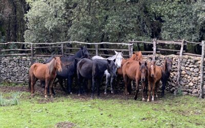 APERTE LE ADESIONI ALLA 2^ RASSEGNA DEL CAVALLO DEL SARCIDANO